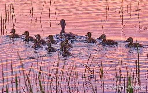 Ducky Dozen_23984.jpg - Photographed along the Rideau Canal Waterway at Smiths Falls, Ontario, Canada.
